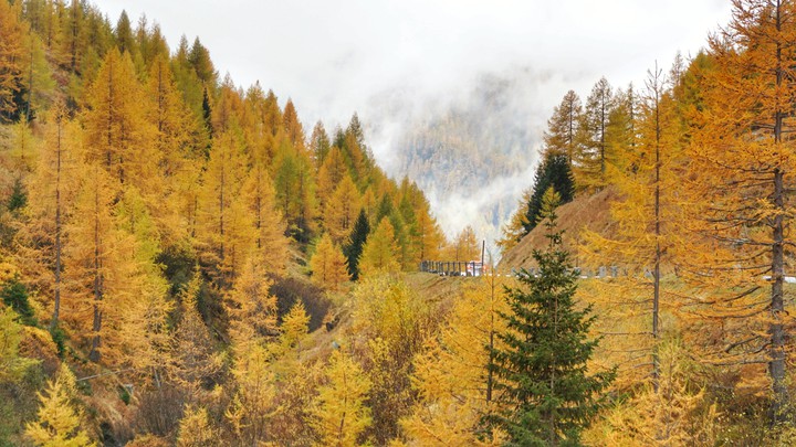 autumn forest in the alps