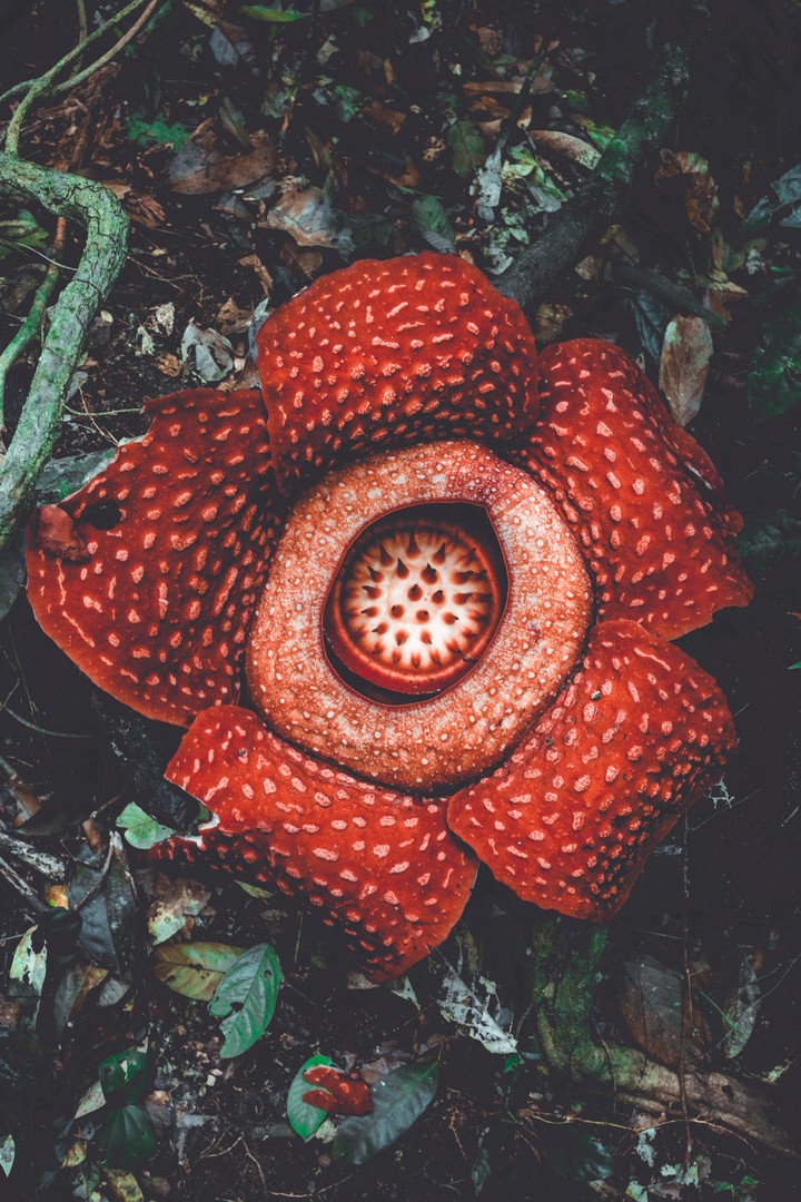 Rafflesia Flower Spotted