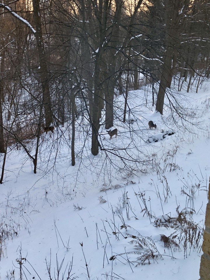 deer in the snow