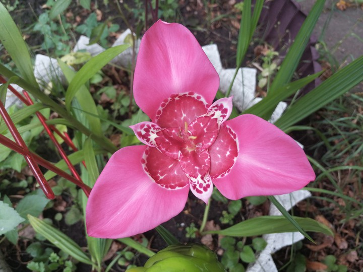 flower
