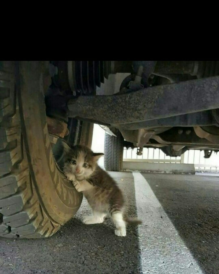 cat