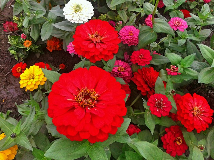 Flooooooowers