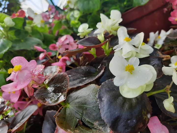 chill climate with full of hearts