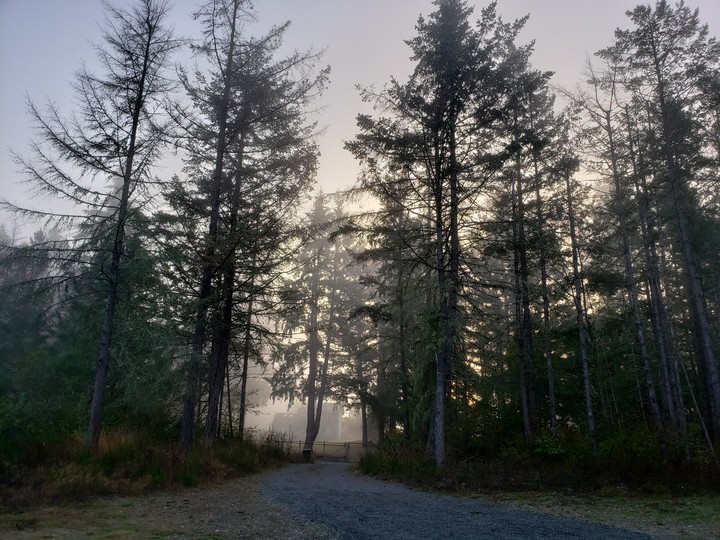 misty morning