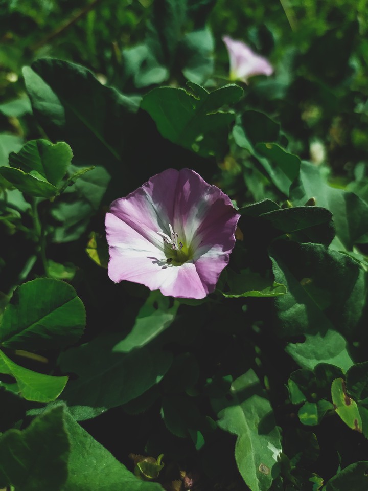 pink flower
