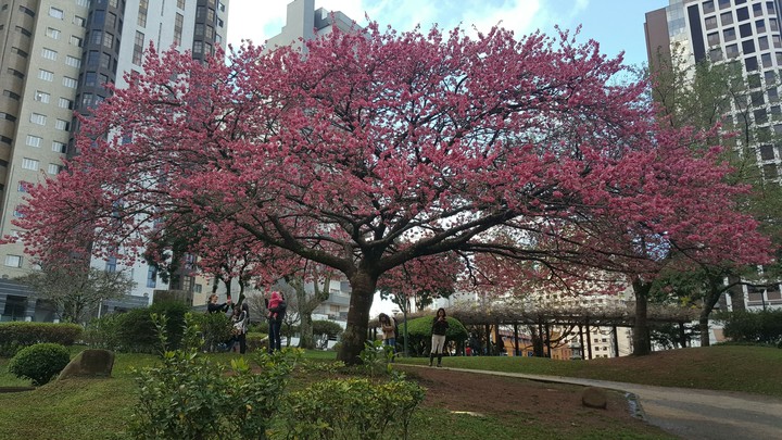 peach blossom