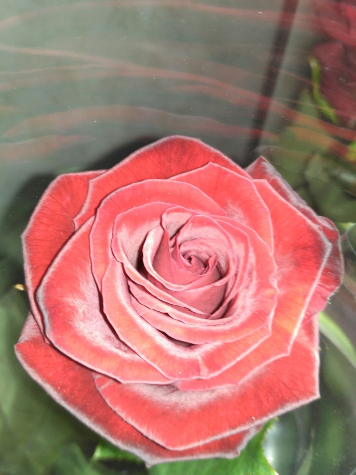 Red Rose