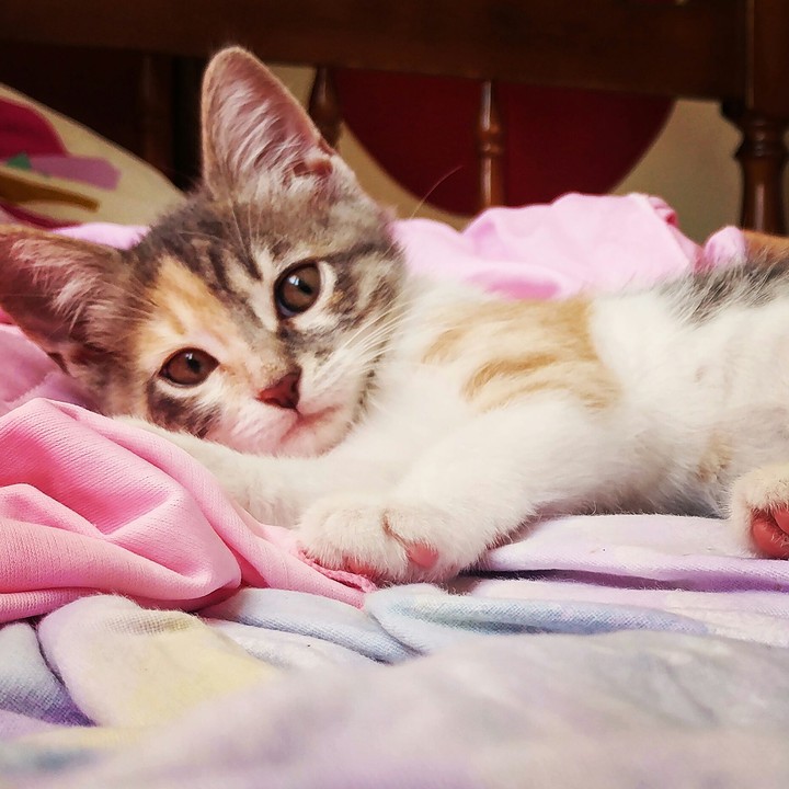 my cat
