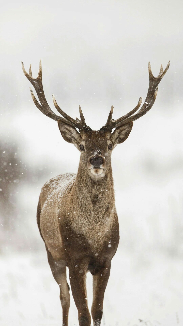 Deer | Winter