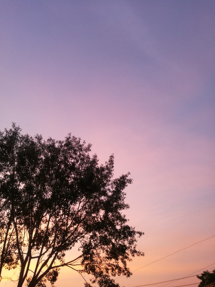 fig tree and sunset