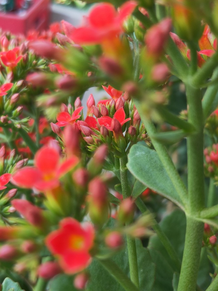 Spring flower