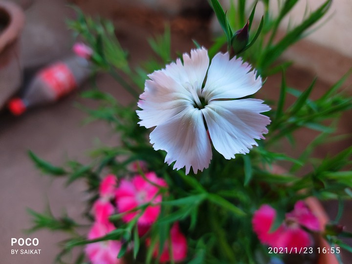 dianthus