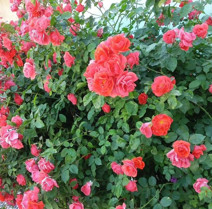 roses