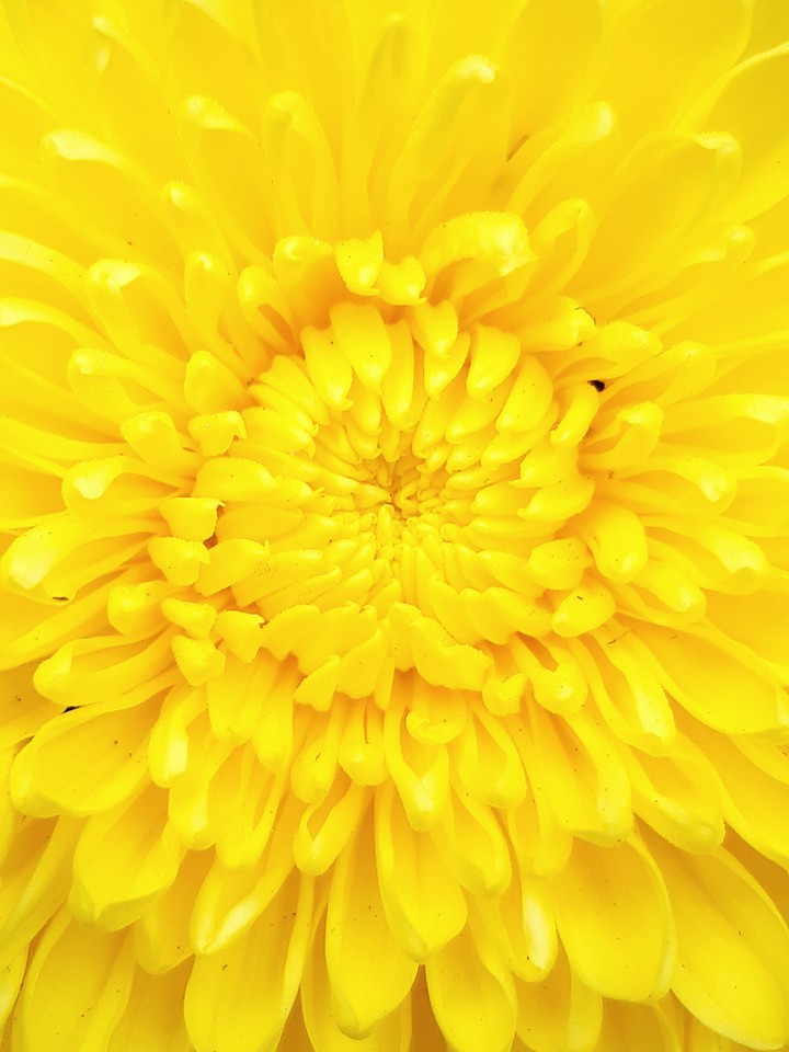FaIIing yeIIow flowers