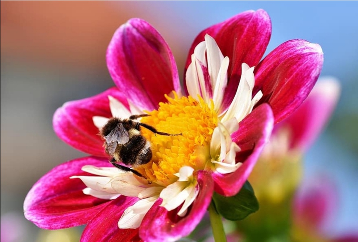 Zinnia