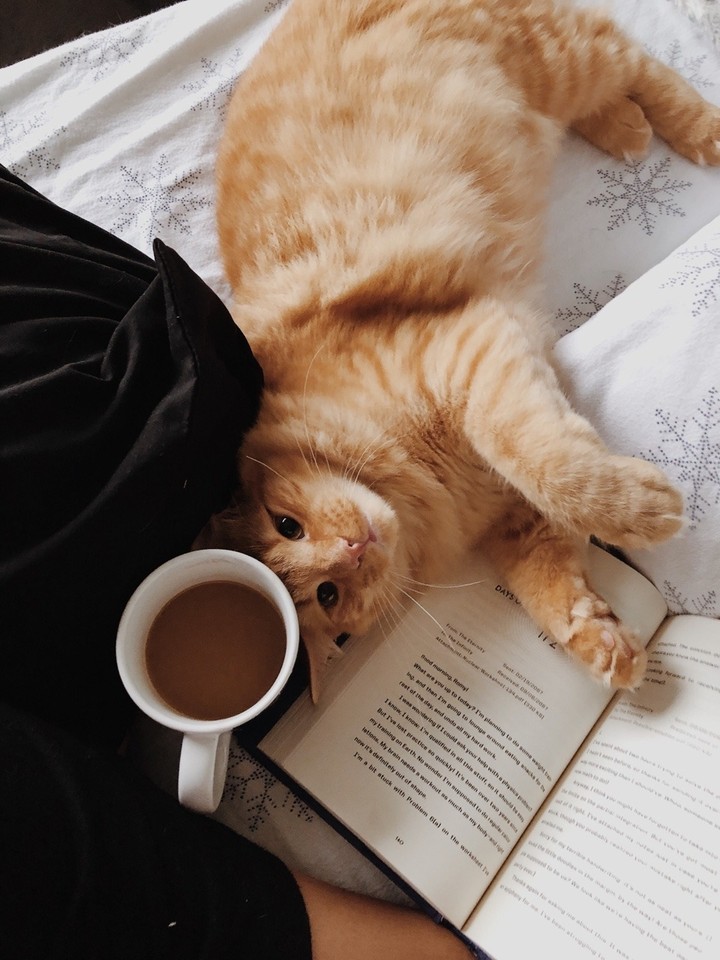 cat