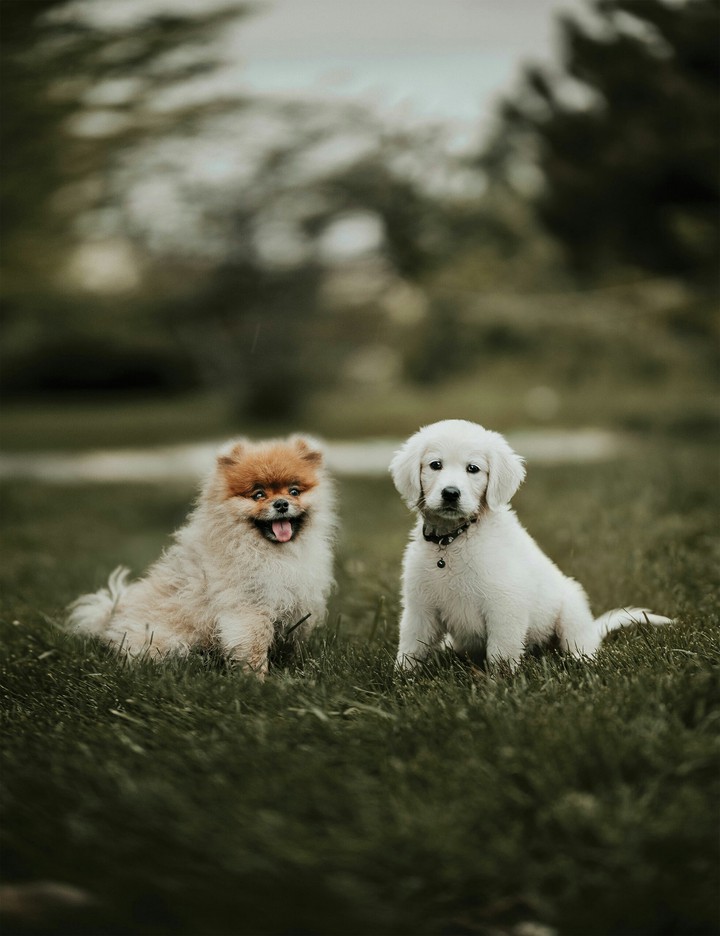 puppies