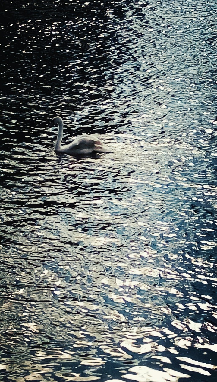 swan