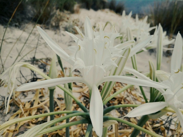 Strandorchidee