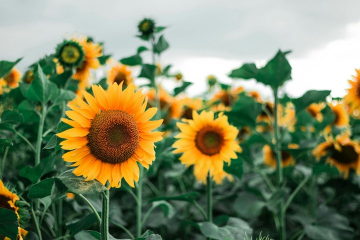 Sunflowers.