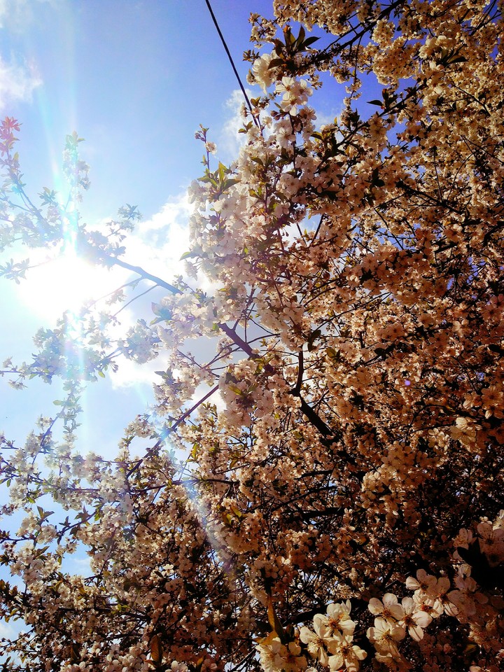 pink flowers