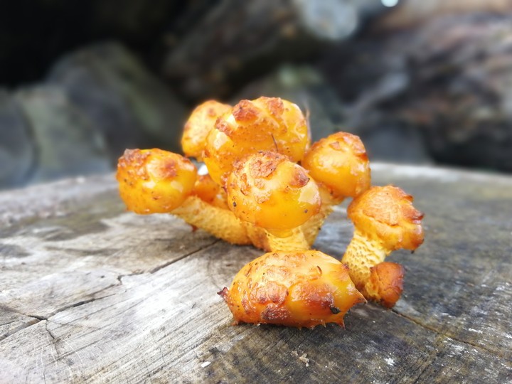 Pilz am baum
