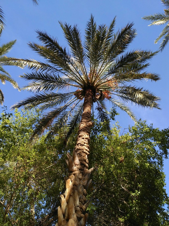 palm? palm.
