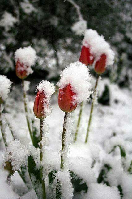 tulipan congelado