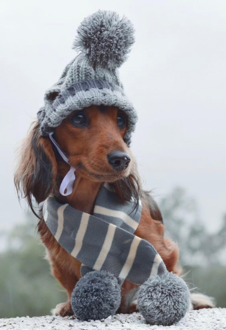 собака