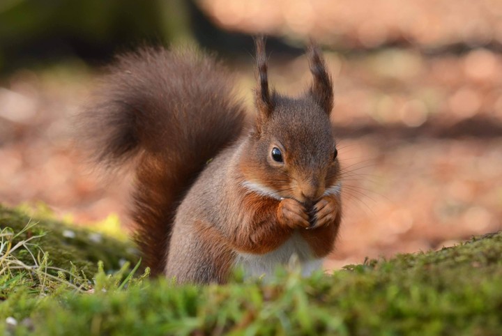 sfondi wildlife, vertebrate