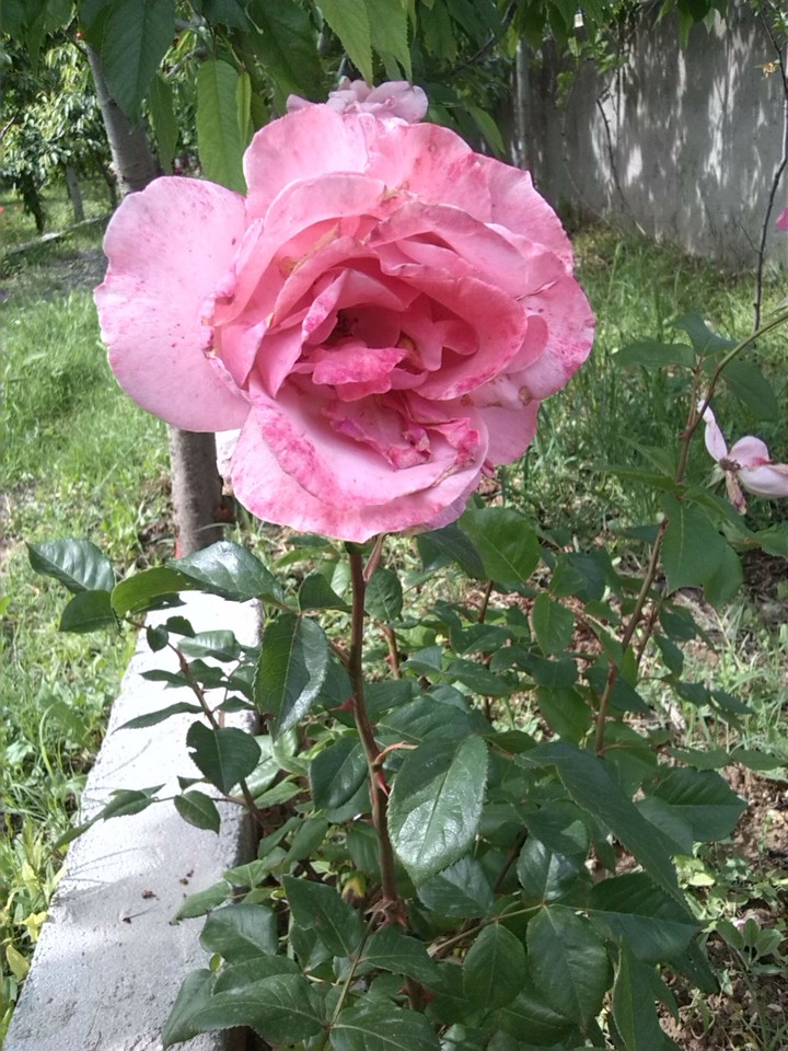 rose 