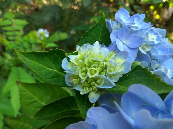 hydrangeas