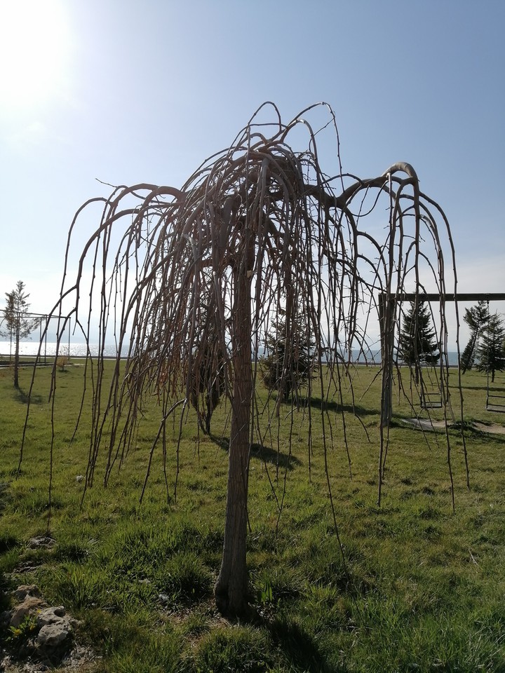 tree