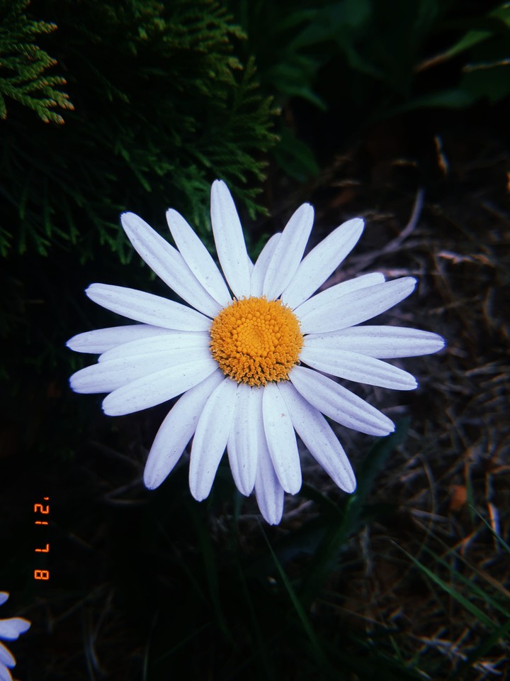 Daisy