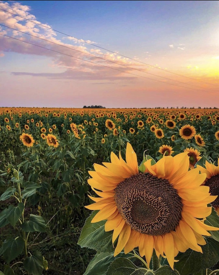sunflowers