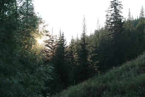 вечерний лес
