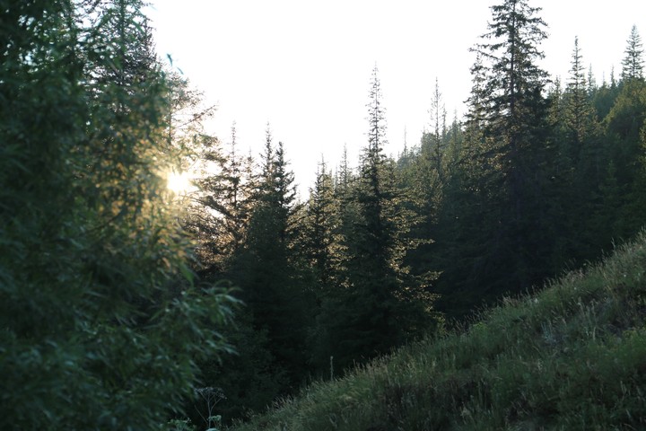 вечерний лес