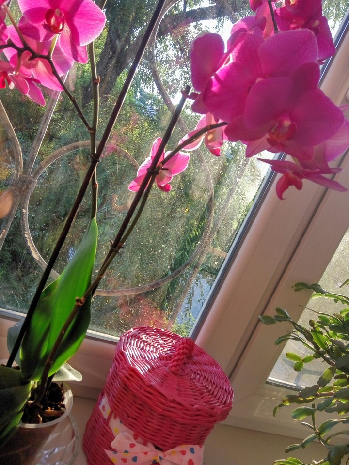Орхидея/Orchid