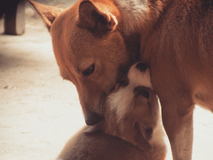 love