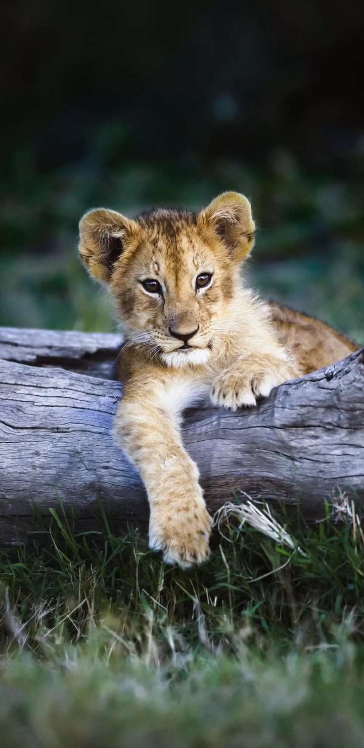 cub