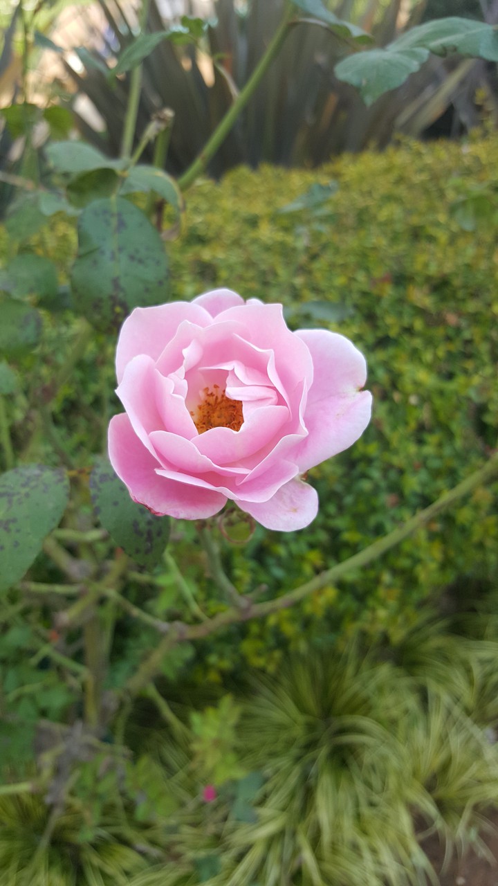 Bloomin in pink