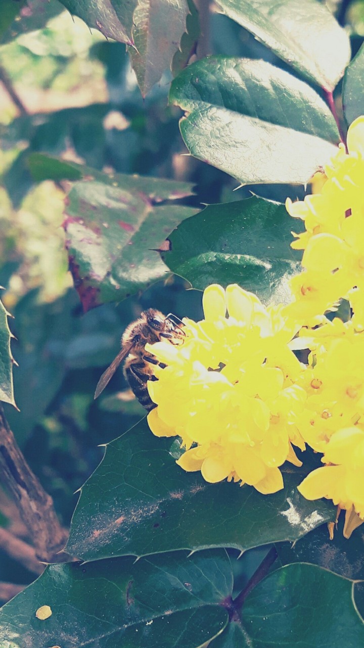 Bee laying on flowers