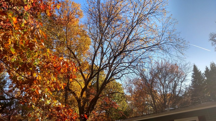 falling leaves