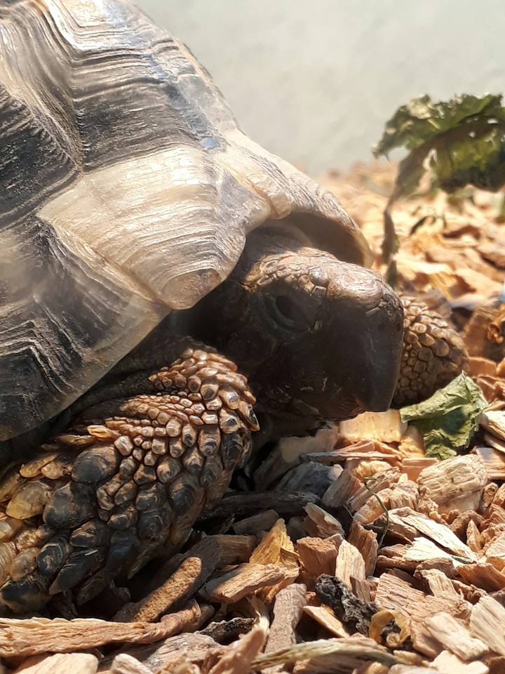 voila une petite tortue avec une idée en tête