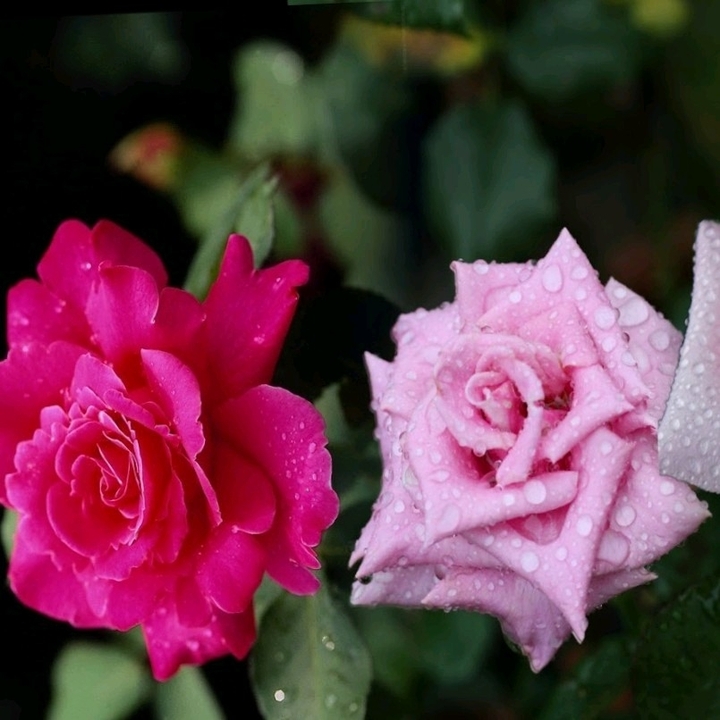 2x Rose & dew