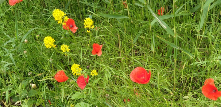 flowers