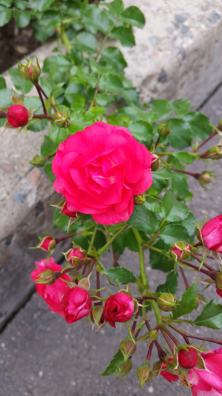 Rose ♡