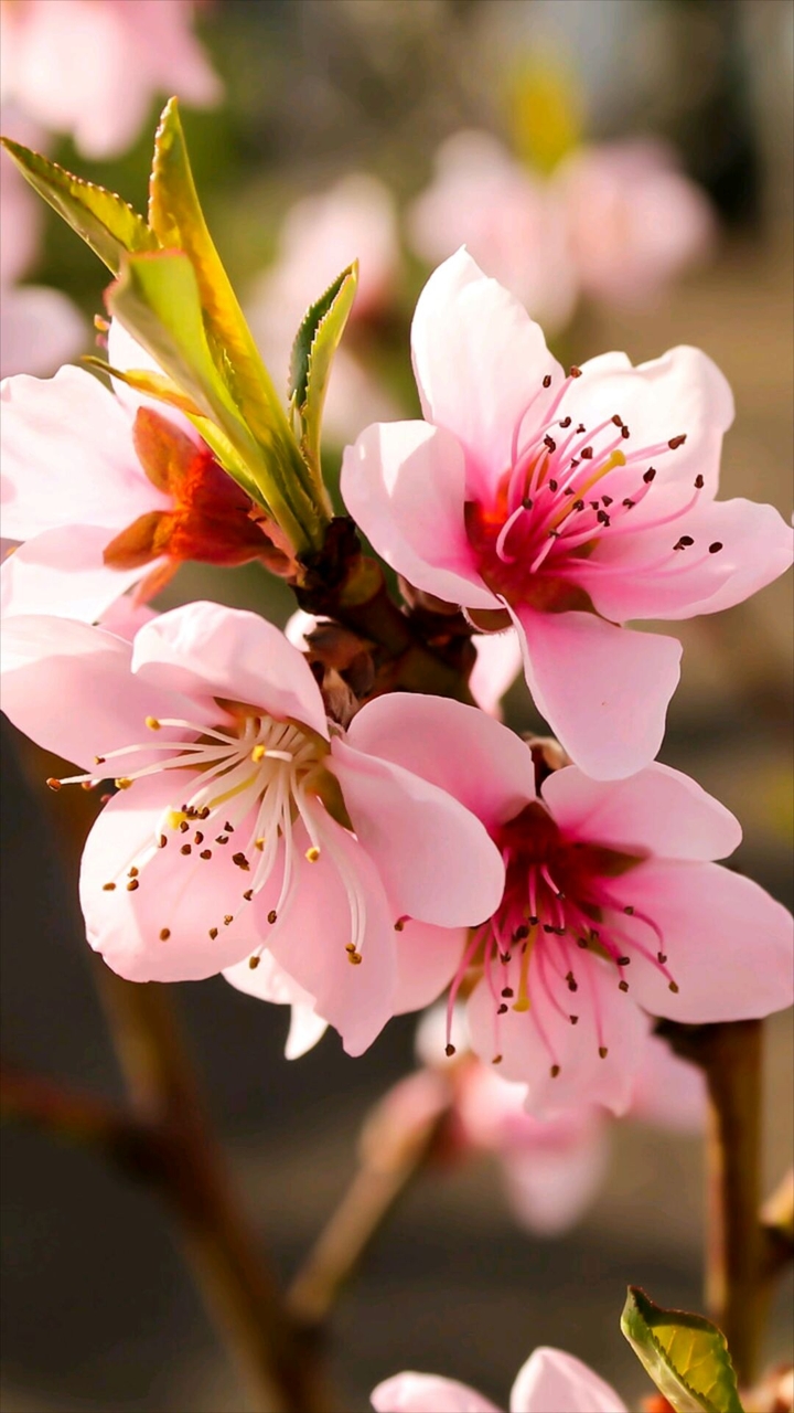 Pink Flowers