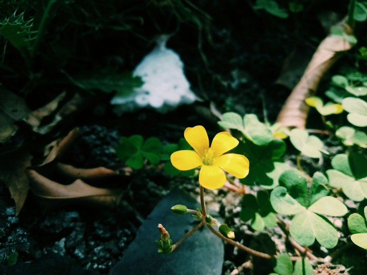 yellowflowers