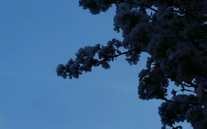 plant & flowerrr
